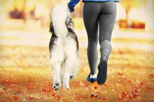 Psi wybieg – jak zaprojektować raj dla czworonoga na osiedlu?